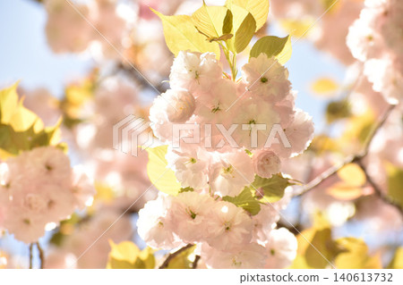 Pale pink cherry blossoms Pale pink cherry blossoms 140613732