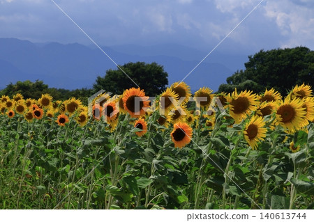 Flower of the sun Flower of the sun 140613744