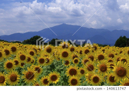 Flower of the sun Flower of the sun 140613747