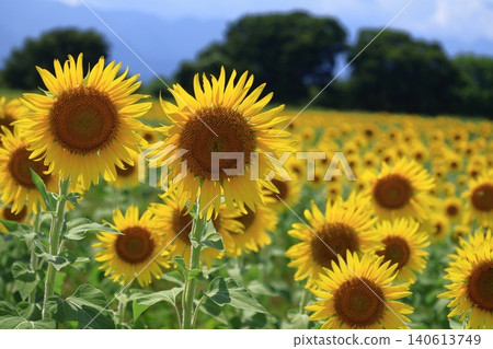 Flower of the sun Flower of the sun 140613749