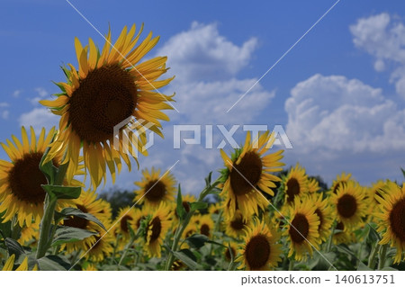 Flower of the sun Flower of the sun 140613751