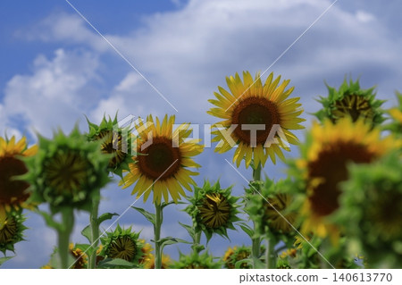 Flower of the sun Flower of the sun 140613770