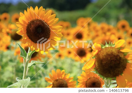 太陽之花 太陽之花 140613796