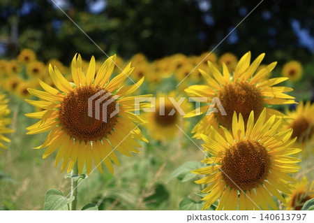 太陽之花 太陽之花 140613797