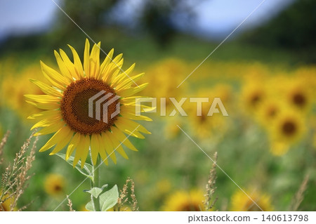 太陽之花 太陽之花 140613798