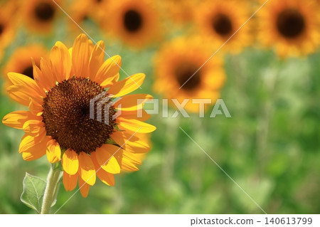 太陽之花 太陽之花 140613799