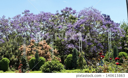 幻影藍花楹 幻影藍花楹 140613863