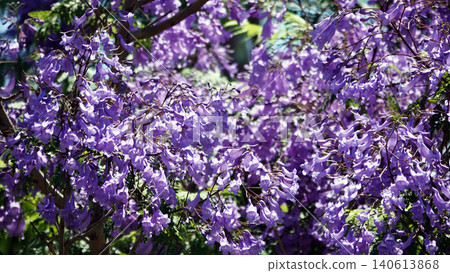 The Jacaranda of Illusion The Jacaranda of Illusion 140613868