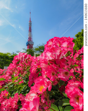 芝公園藍天下,盛開的花朵格外引人注目 芝公園藍天下,盛開的花朵格外引人注目 140613880