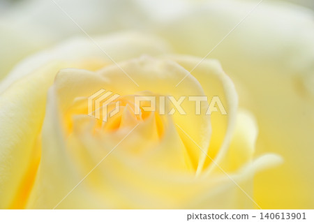 Close-up of roses Close-up of roses 140613901