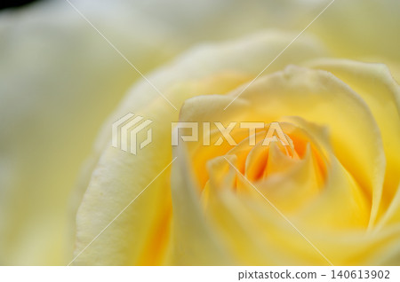 Close-up of roses Close-up of roses 140613902