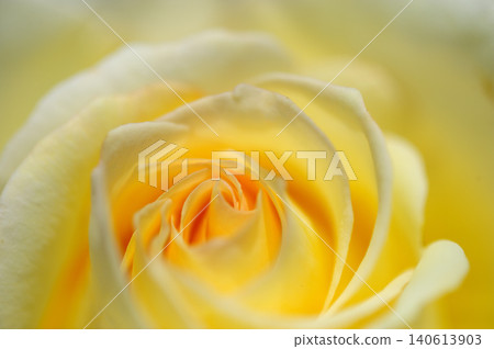 Close-up of roses Close-up of roses 140613903