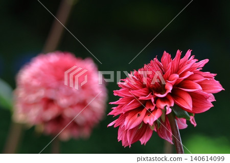 Colorful large flower 140614099