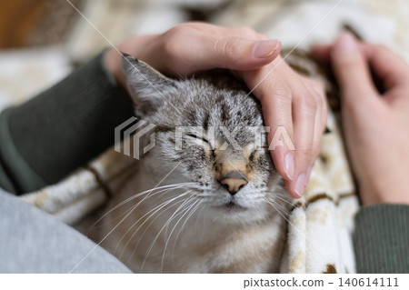 Owners touching their cute cats Owners touching their cute cats 140614111