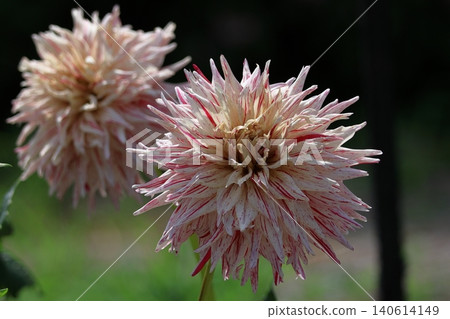 Colorful large flower Colorful large flower 140614149