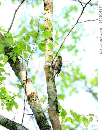 Japanese pygmy woodpecker wild bird 140614174