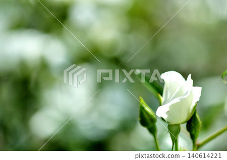 Flowers in a rose garden Flowers in a rose garden 140614221