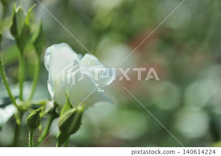 Flowers in a rose garden 140614224