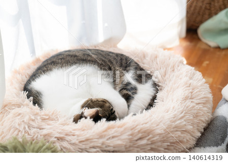 Cute sleeping cat, brown tabby Cute sleeping cat, brown tabby 140614319