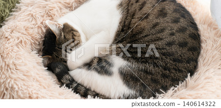 Cute sleeping cat, brown tabby Cute sleeping cat, brown tabby 140614322