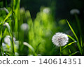 Dandelion Seed Heads Green Grass Bokeh Nature Photo 140614351