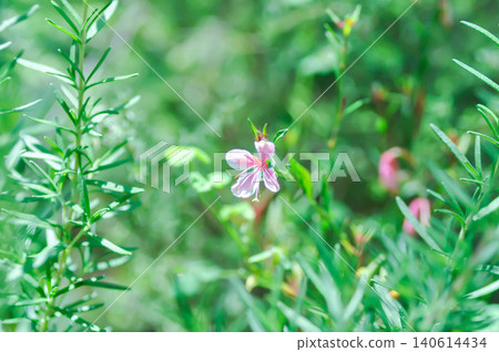 Butterfly Gaura, Gaura lindheimeri Engelm and A Gray or ONAGRACEAE or Siskiyou Pink or Gaura or Wandflower or red and green leaf with pink flower Butterfly Gaura, Gaura lindheimeri Engelm and A Gray or ONAGRACEAE or Siskiyou Pink or Gaura or Wandflower or red and green leaf with pink flower 140614434