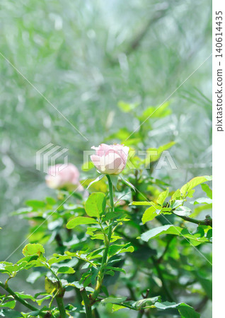 pink rose or Garden roses , zaide rose or William Christie Rose or Mary Rose or Rosa damascena pink rose or Garden roses , zaide rose or William Christie Rose or Mary Rose or Rosa damascena 140614435