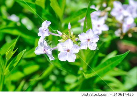 Garden Phlox or Herbaceous perennial or Phlox drummondii Hook or Polemoniaceae or Pride of Texas or Star Phlox or light purple flower Garden Phlox or Herbaceous perennial or Phlox drummondii Hook or Polemoniaceae or Pride of Texas or Star Phlox or light purple flower 140614436