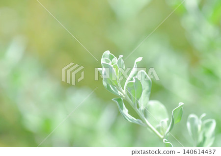 Leucophyllum frutescens , SCROPHULARIACEAE or Ash bush or Purple sage or Sensia or Silverleaf or Texas ranger or White sage Leucophyllum frutescens , SCROPHULARIACEAE or Ash bush or Purple sage or Sensia or Silverleaf or Texas ranger or White sage 140614437