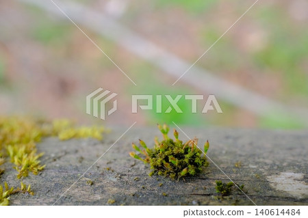 苔蘚芽的生態影像 140614484