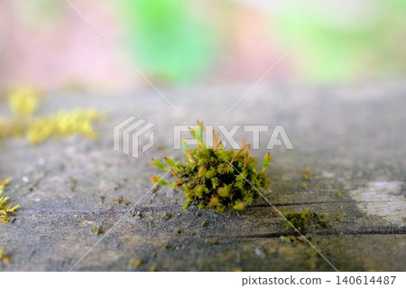 苔蘚芽的生態影像 苔蘚芽的生態影像 140614487