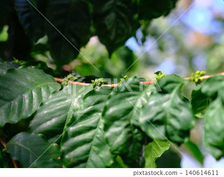 Fresh greenery, eco-friendly image: trees Fresh greenery, eco-friendly image: trees 140614611