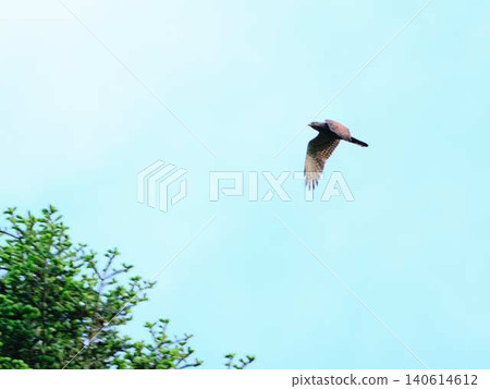 灰臉禿鷹在天上飛 140614612