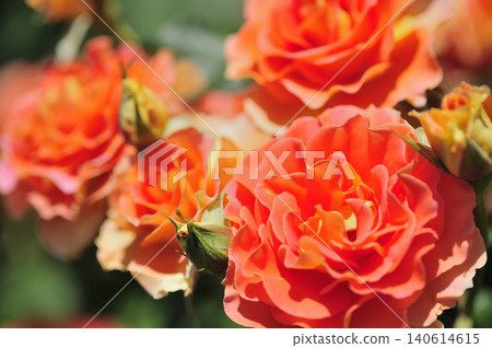 玫瑰花園裡的花 140614615