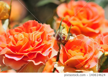 玫瑰花園裡的花 玫瑰花園裡的花 140614624