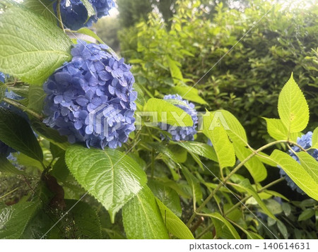 Hydrangea wet in the rain Hydrangea wet in the rain 140614631