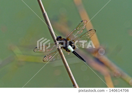 White-bellied dragonfly Koshia dragonfly ♂ White-bellied dragonfly Koshia dragonfly ♂ 140614706