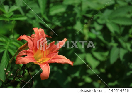 被遺忘的愛情草 被遺忘的愛情草 140614716