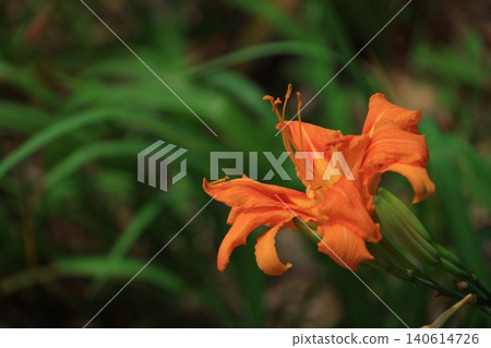 被遺忘的愛情草 被遺忘的愛情草 140614726