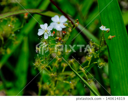 carnivorous plant carnivorous plant 140614819