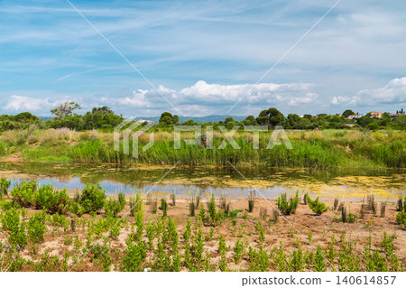 Wetland pond surrounded by reeds and native vegetation in Les Madrigueres nature reserve, Catalonia, Spain 140614857