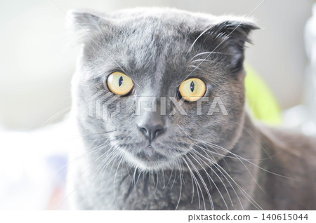 kitty or cat or grey cat or gray cat , Felis catus or Felis catus domestica or Scottish fold or half Scottish fold kitty or cat or grey cat or gray cat , Felis catus or Felis catus domestica or Scottish fold or half Scottish fold 140615044