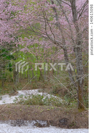 Image photo of early spring with lingering snow and cherry blossoms Image photo of early spring with lingering snow and cherry blossoms 140615098