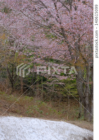 Image photo of early spring with lingering snow and cherry blossoms Image photo of early spring with lingering snow and cherry blossoms 140615099