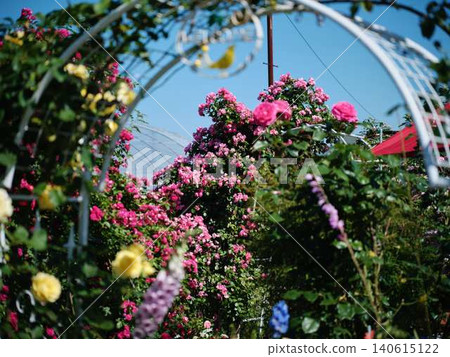 Rose Garden Rose Garden 140615122