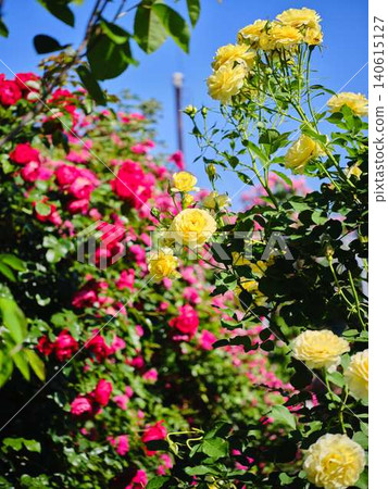 Rose Garden Rose Garden 140615127