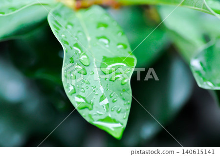 ficus pumila or climbing fig or MORACEAE and rain droplet ficus pumila or climbing fig or MORACEAE and rain droplet 140615141