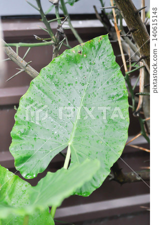 Alocasia, Alocasia macrorrhizos or Alocasia plant pr leaf background and rain droplet Alocasia, Alocasia macrorrhizos or Alocasia plant pr leaf background and rain droplet 140615148