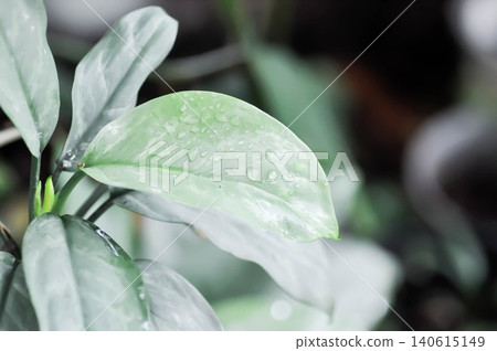 Aglaonema sp, Chinese Evergreen or ARACEAE or Aglaonema and rain droplet 140615149