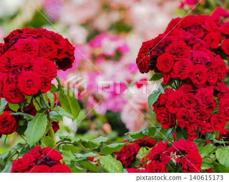 Vibrant red roses blooming in Yamashita Park in spring 140615173